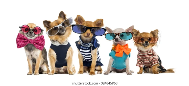 Group Chihuahuas Dressed Wearing Glasses 260nw 324845963